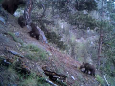 3 Bear cub are playing with mother | დათვი 3 ბელთან ერთად თუშეთის ეროვნულ პარკში